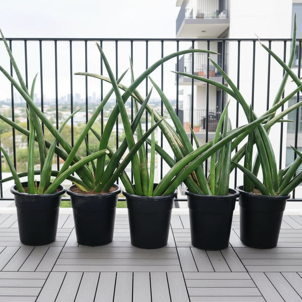 Dracaena angolensis Sansevieria cylindrica Plant – Plant Shop AE