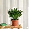 Dracaena Compacta Indoor Plants
