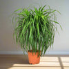 Dragon Tree Dracaena Draco Plant