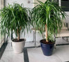 Potted Dragon Dracaena Plant Drago Rolled Rim Pot(48x37)