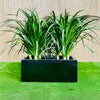 Dracaena Draco Duo Dragon Tree in Fiberglass Pot