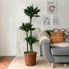 Dracaena Fragrans Compacta Houseplant
