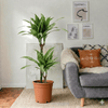 Dracaena Fragrans Deremensis Ulises Plant