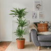 Dracaena Fragrans Deremensis Warneckei Plant