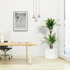 Dracaena Fragrans Deremensis "Warneckei" 140-150cm in Grp Pot 40x40 | UAE's Natural Air Freshener!