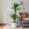 Dracaena Fragrans Golden Coast Houseplant