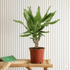 Dracaena Fragrans Green Mini Massangeana Plant