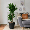 Dracaena fragrans Janet Craig Houseplant