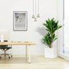 Dracaena fragrans "Janet Craig" 140-150cm in Grp Square Pot 40x40 | UAE's Natural Air Freshener!