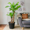 Dracaena Fragrans "Massangeana" | Dubai's Favorite Houseplant!