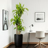 Dracaena Fragrans (Massangeana) in Black Ceramic Pot