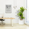 Dracaena Fragrans (Massangeana) in Grp Square Pot 40x40 140_150cm | UAE's Natural Air Freshener!