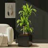 Dracaena Fragrans Massangeana Plant in Grp Pot (40x40)
