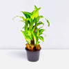 Dracaena Fragrans Multi Branch Plant