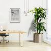 Dracaena Fragrans Office Plant