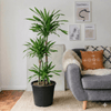 Dracaena fragrans Riki Indoor Plant