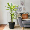 Dracaena Fragrans Yellow Coast Houseplant