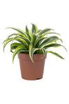 Dracaena Lemon Lime Mini Air‑Purifying Plant