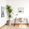 Dracaena Marginata / Madagascar Dragon Tree in Stainless Steel Pot