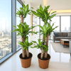 Dracaena Massangeana Plants Bundle (90-100cm)