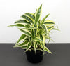 Dracaena Sanderiana Small plant