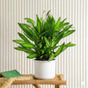 Dragon Dracaena Genus Tree