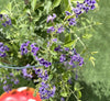 Duranta Green 0.7-1.0m | Dubai Gardens Pick!