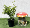 Duranta Repens Good Greens Plant