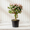 Dwarf Jade Elephant Bush Plant (15 - 20 cm)