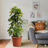 Dwarf Umbrella Tree Gold Capella Houseplant (100-120cm)