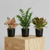 Easy Care Plant Set of 3 Indoor & Outdoor Plants
