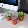 Echeveria Succulent Cactus Plant