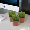 Echino Cactus Cute Cacti Champ Plant