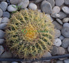 Echinocactus Grusonii Golden Barrel Cactus