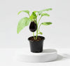 Top Egg Plant Dubai