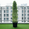 Mini Ehretia Cone Shape Trees - A Perfect Addition to Any Garden