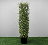 Ehretia Microphylla Cylindrical Shrub Plant