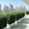 Ehretia Microphylla / Buxus Wall Shaped (80cm width - height 100cm)