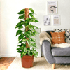 Epipremnum Aureum - Money Plant | Dubai's Best-Selling Plant!