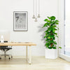 Epipremnum aureum or Money Plant كرمة المال in Grp Square Pot 40x40 | UAE's Favorite Houseplant!
