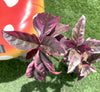 Purple False Eranthemum Atropurpureum Plant