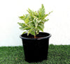 Variegated Eranthemum Pseuderanthemum Plant