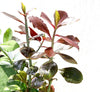 African Milk Bush Rubra Euphorbia Grantii Plant