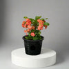 Euphorbia Holland Gardens Pick Plant