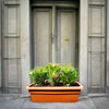 Euphorbia Milii Plant in Cosmoplast Planter