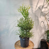 Pencil Cactus Firestick Plant