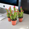 Eves Pin Opuntia Subulata Indoor Cactus (5-8cm)