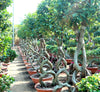 Ficus 8-Shape Nitida Bonsai Plant