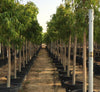 Ficus Amstel Long Leaf Queen Plant