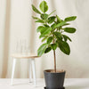Ficus Altissima Council outdoor Tree